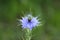 Black cumin or Nigella sativa annual flowering plant with unusual delicate blue flower surrounded with pointy light green needles