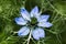 Black cumin or Nigella sativa or Black caraway, Roman coriander flower. macro soft focus