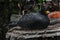 Black curassow 1