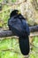 Black Curassow