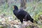 The black curassow Crax alector