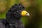 Black Curassow - Crax alector