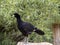 Black curassow, Crax alector, big black bird with yellow beak