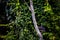 Black Curassow in Surinam