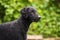 Black curly coated retriever dog