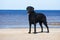 Black curly coated retriever dog on the beach