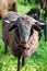 Black Curly Fur Sheep with Neck Bell in Green Swiss Farm