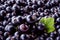 Black currant background