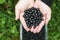 black currant berry on a branch with green leaves in the garden or farm