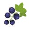 Black currant berry brunch hand drawn icon green leaves dark blue berries vector of rich vitamin food