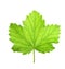 Black currant berry leaf