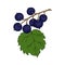 Black Currant branch with berries, hand drawn doodle drawing, contour, black outline.