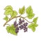 Black Currant Branch Colored Detailed Illustration