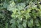 Black currant bush with downy mildew, powdery mildew disease on the leaves  in a wet season