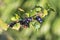 Black currant - close-up view - growing on bush