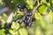 Black currant - close-up view - growing on bush