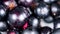 Black currant closeup rotation top view. Rich crop of berries of black currant.