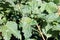 Black currant disease. Puccinia ribesii caricis. Anthracnose. Gallic aphids