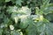 Black currant diseases. Downy Mildew. American gooseberry mildew and powdery mildew can infect the leaves and shoot tips, and
