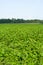 Black currant field rows