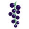 Black currant fresh juicy berry icon, vector illustration