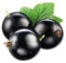 Black currant with leaf. File contains clipping paths.