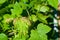 Black currant leaves affected by the virus of Terry. Diseases of cultivated plants