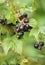 Black currant, ripe berries on a branch