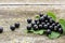 Black currants on the green blackcurrant bush leaf