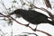 Black Currawong