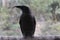 Black currawong endemic bird in Tasmania