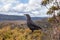 Black Currawong portrait - native Tasmanian bird. Cradle Mountain National Park, Tasmania