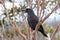 Black Currawong portrait - native Tasmanian bird. Cradle Mountain National Park, Tasmania