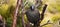 Black currawong resting on a tree branch