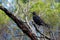 Black Currawong - Strepera fuliginosa - known locally as the black jay, large passerine bird endemic to Tasmania, one of three cur
