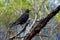 Black Currawong - Strepera fuliginosa - known locally as the black jay, large passerine bird endemic to Tasmania, one of three cur