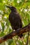 Black Currawong Strepera Fuliginosa Tasmania