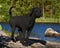 A black cut Royal poodle, standing by a forest lake