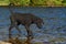 A black cut Royal poodle, standing by a forest lake