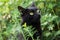 Black cute bombay cat portrait close up, macro