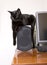 Black cute cat sitting on speaker and listening music
