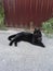 Black cute cate is lying on the ground near the house