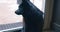 black cute friendly calm black dog looking around, sitting on windowsill