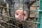 Black cute pig with a pink snout nose close up behind the metal mesh fence in the country farm