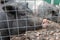 Black cute pigs with a pink snout nose behind the metal mesh fence in the country farm