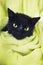 Black Cute soggy Cat after Bath