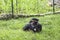 Black dachshound chewing on a stick in the grass