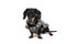 Black dachshound dog in dress