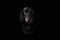 Black Dachshund on black background