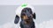 Black dachshund dog dressed as doctor looks at camera